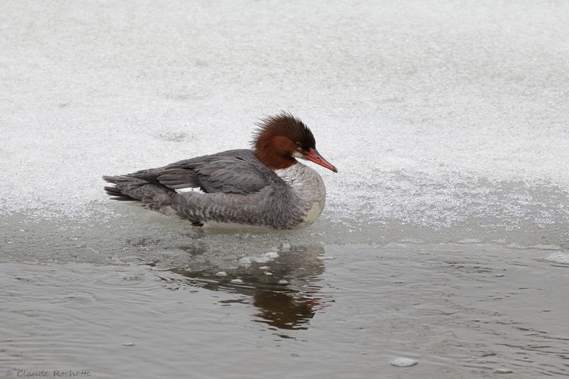 Grand Harle / Common Merganser