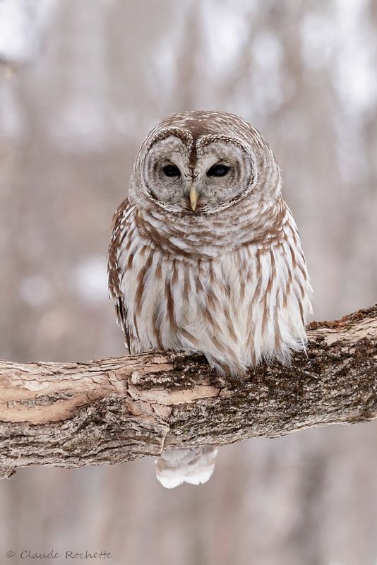 Chouette rayée / Barred Owl