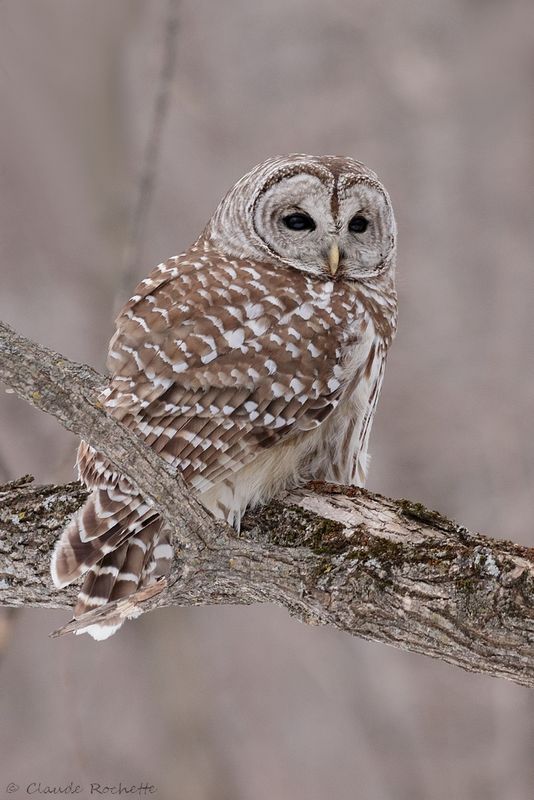 Chouette rayée / Barred Owl