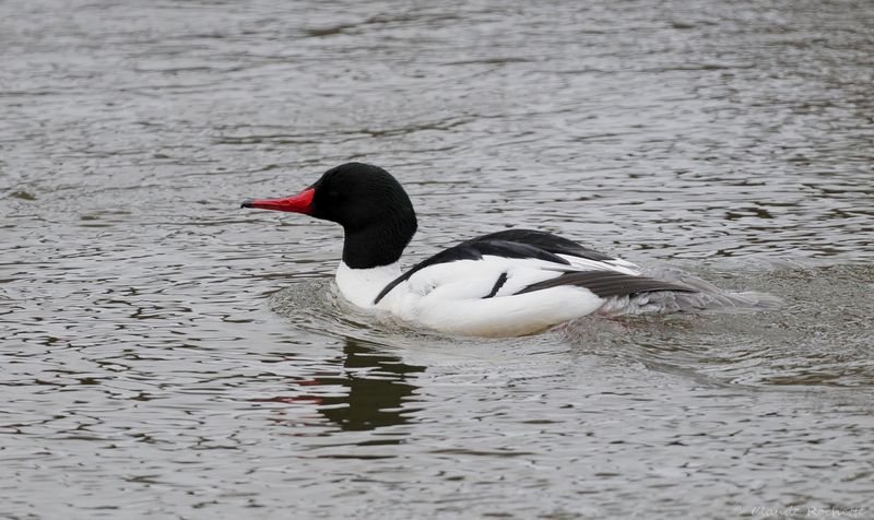 Grand Harle / Common Merganser