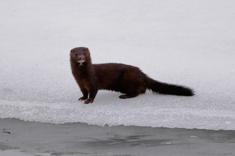 Vison d'Amérique / American Mink