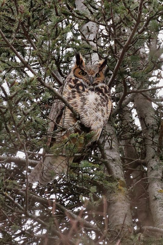 Grand-duc d'Amérique / Great Horned Owl