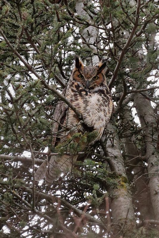 Grand-duc d'Amérique / Great Horned Owl