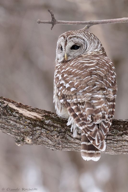 Chouette rayée / Barred Owl