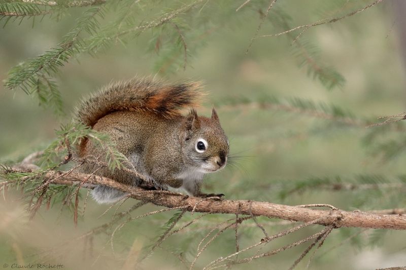 Écureuil roux / Red Squirell