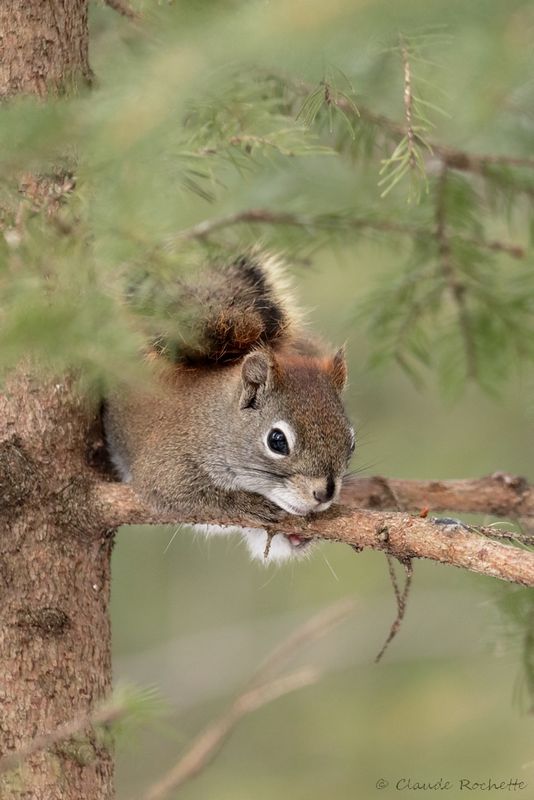 Écureuil roux / Red Squirell