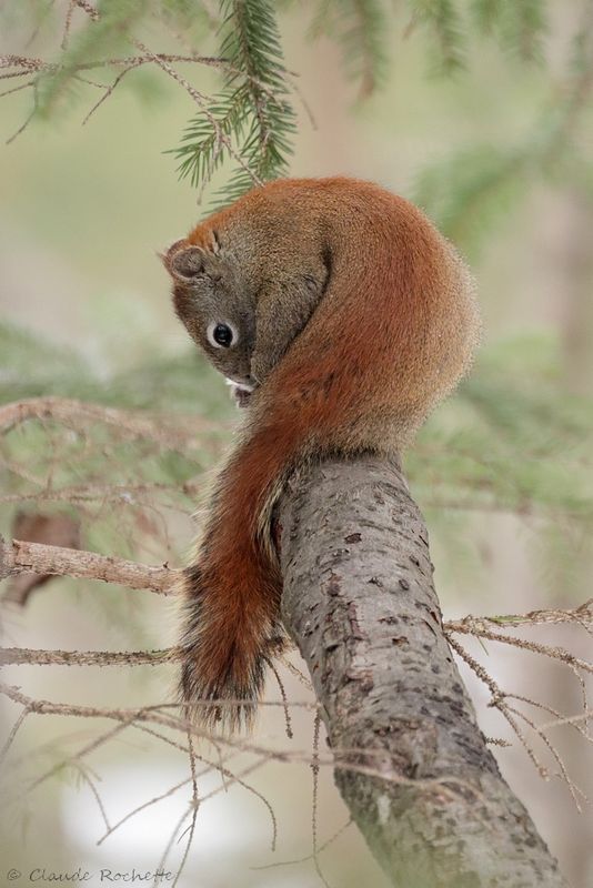 Écureuil roux / Red Squirell