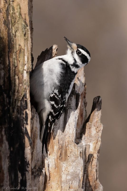 Pic chevelu / Hairy Woodpecker