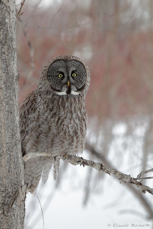 Chouette lapone / Great Gray Owl