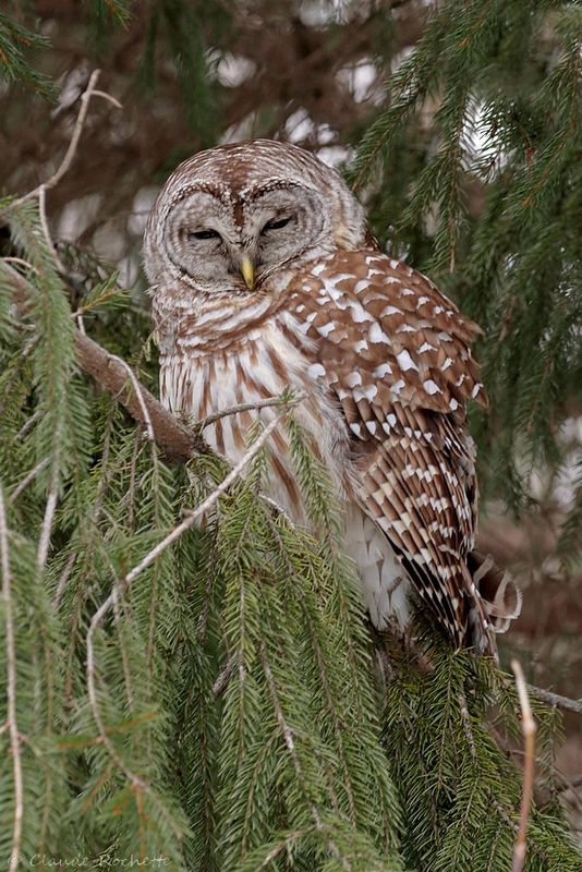Chouette rayée / Barred Owl