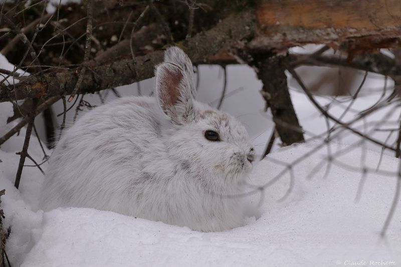 Lièvre d'Amérique / Snowshoe Hare