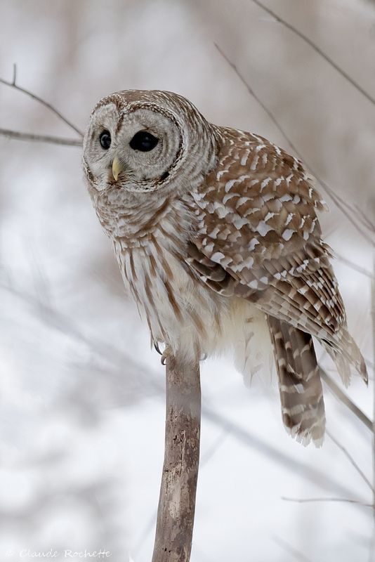 Chouette rayée / Barred Owl