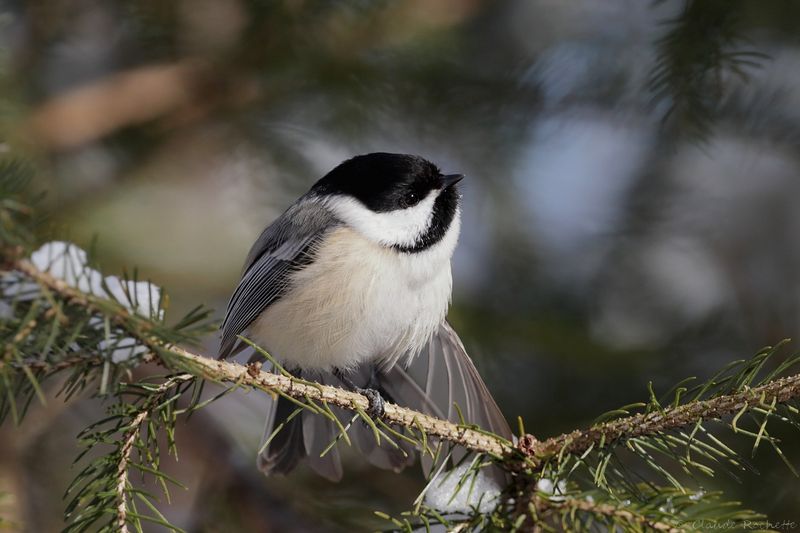 Mésange à tête noire / Black-capped Chickadee