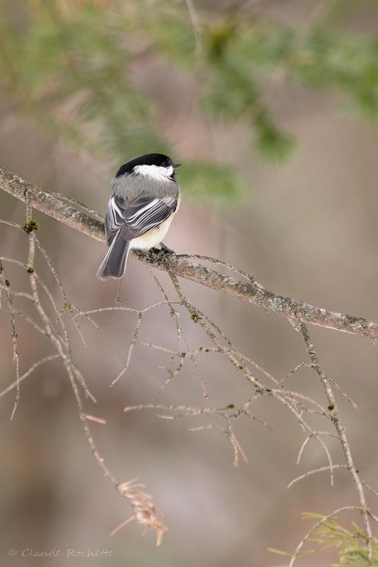 Mésange à tête noire / Black-capped Chickadee