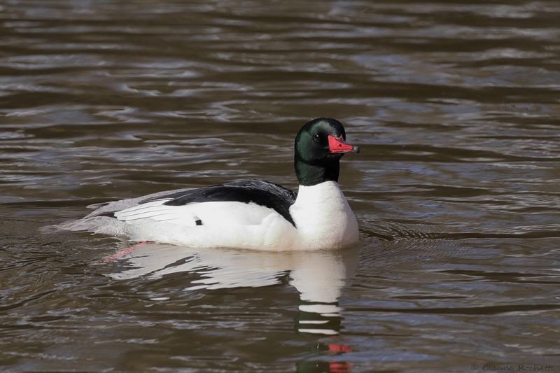 Grand Harle / Common Merganser