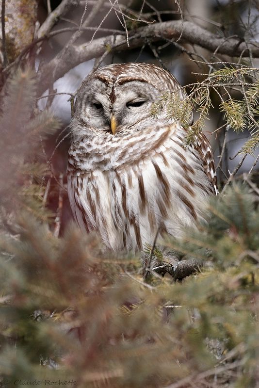 Chouette rayée / Barred Owl