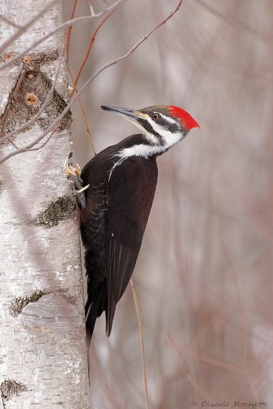 Grand pic / Pileated Woodpecker