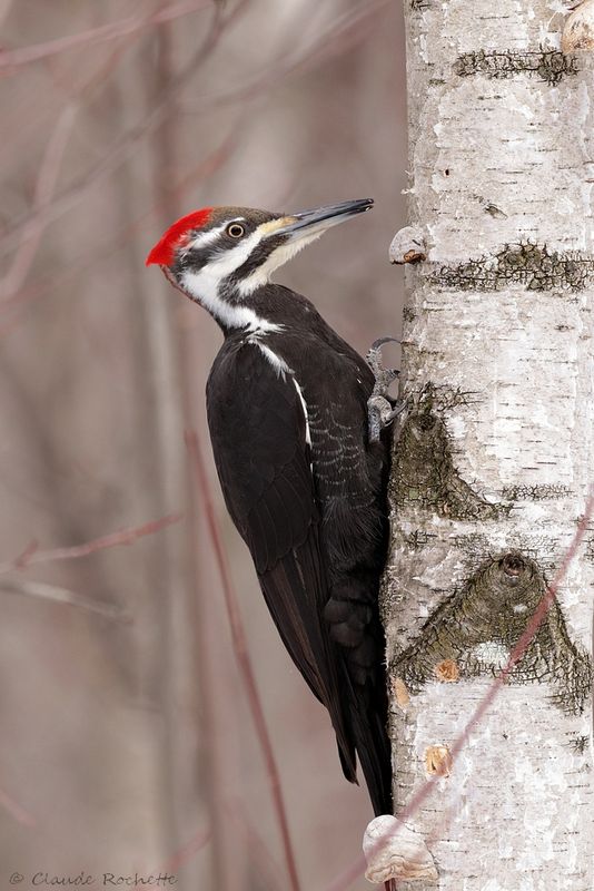 Grand pic / Pileated Woodpecker