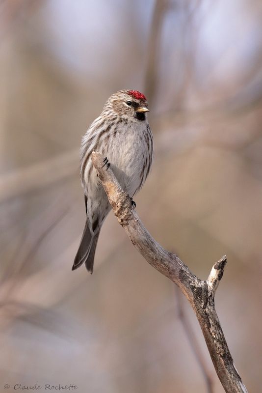 Sizerin flammé / Common Redpoll