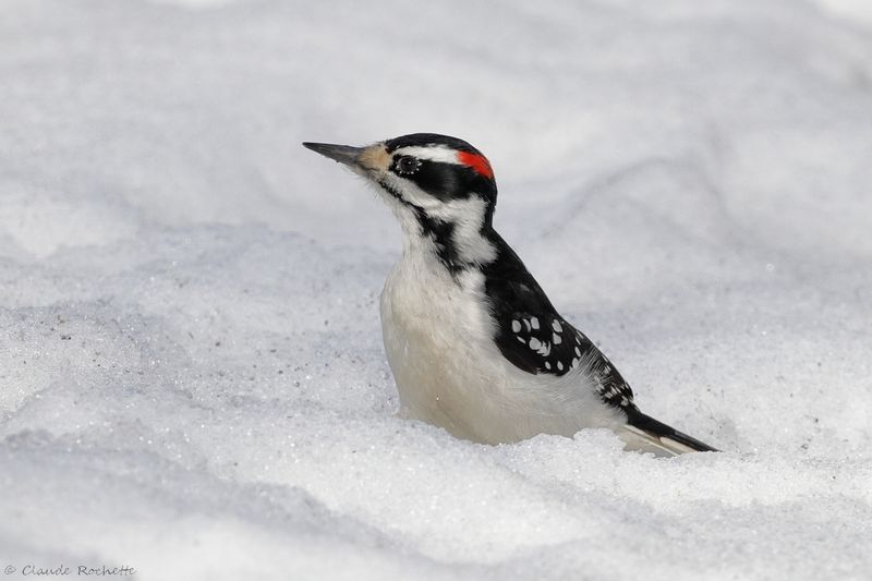 Pic chevelu / Hairy Woodpecker