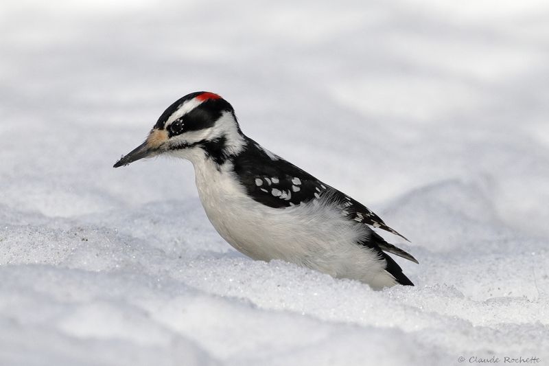 Pic chevelu / Hairy Woodpecker