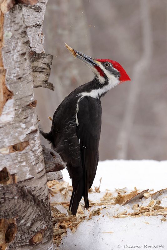 Grand pic / Pileated Woodpecker