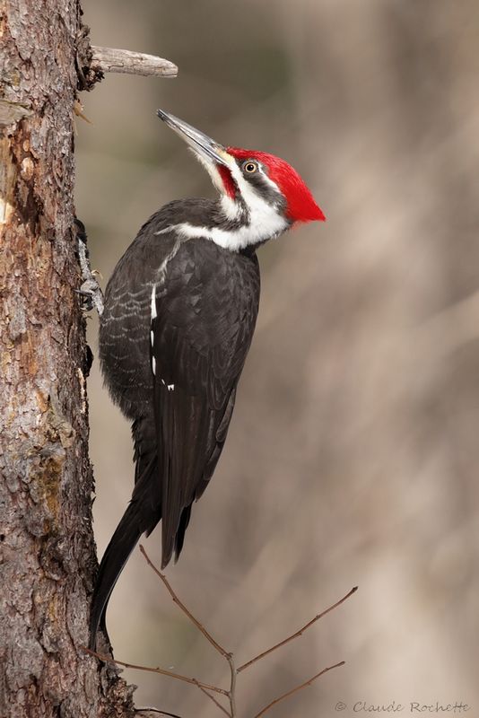 Grand pic / Pileated Woodpecker