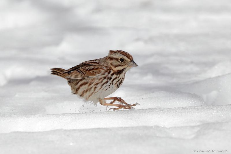 Bruant chanteur / Song Sparrow