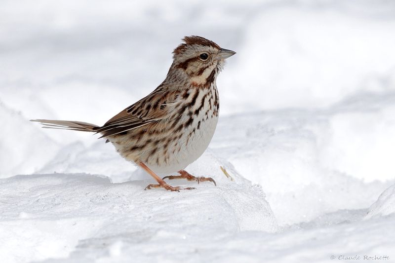 Bruant chanteur / Song Sparrow