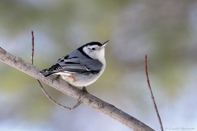 Sittelle à poitrine blanche / White-breasted Nuthatch