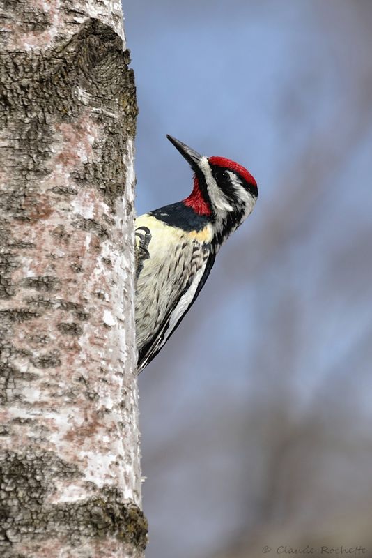 Pic maculé / Yellow-bellied Sapsucker