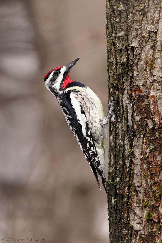 Pic maculé / Yellow-bellied Sapsucker