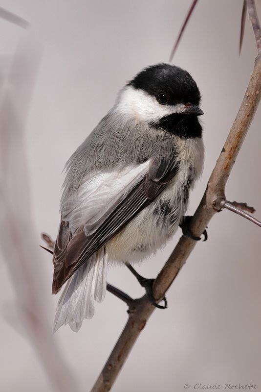 Mésange à tête noire / Black-capped Chickadee