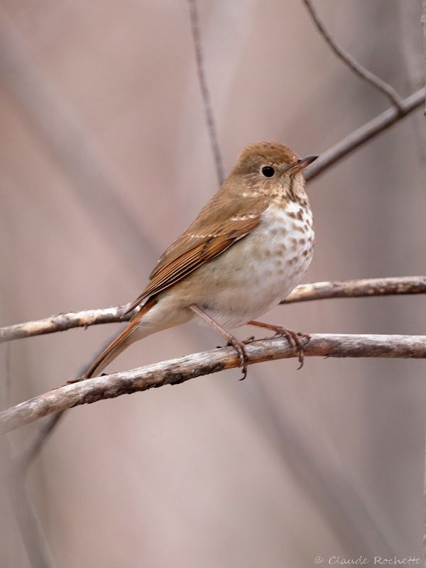 Grive fauve / Veery