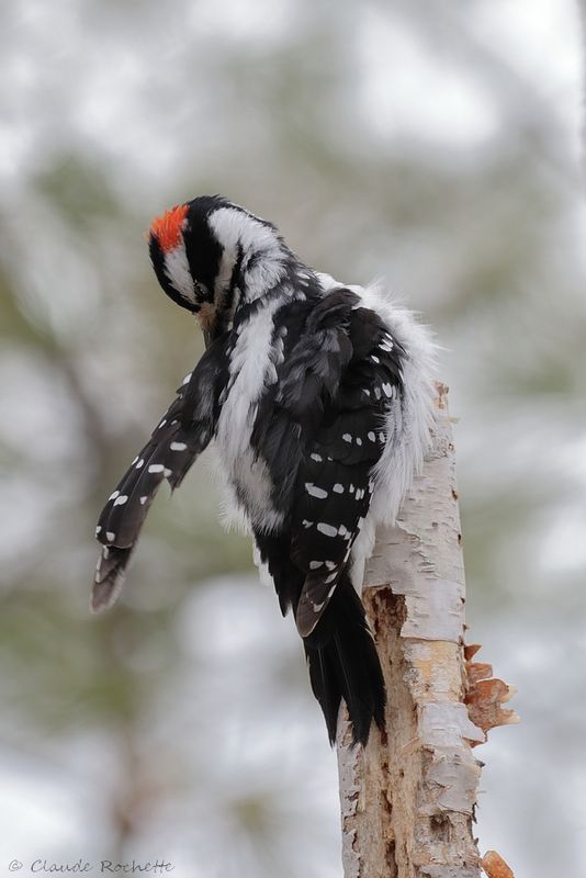 Pic chevelu / Hairy Woodpecker