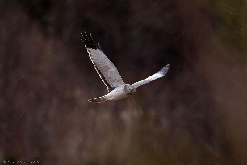 Busard des marais / Northern Harrier