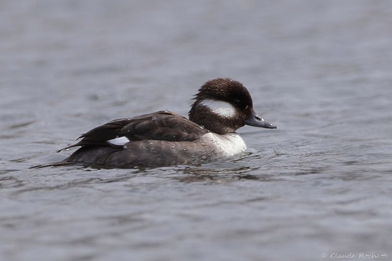 Petit Garrot /  Bufflehead