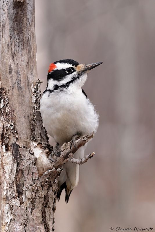 Pic chevelu / Hairy Woodpecker