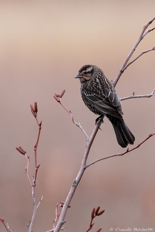 Carouge à épaulette / Red-winged Blackbird