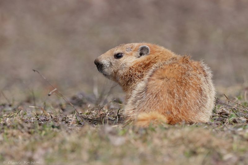 Marmotte / Marmot