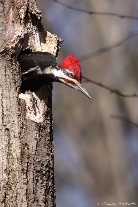 Grand pic / Pileated Woodpecker