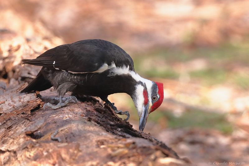 Grand pic / Pileated Woodpecker