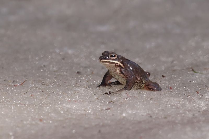 Grenouille des bois / Wood Frog