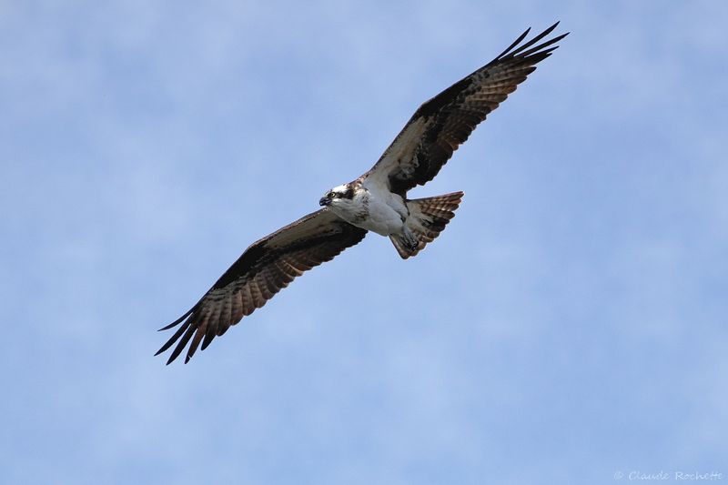 Balbuzard pêcheur / Osprey