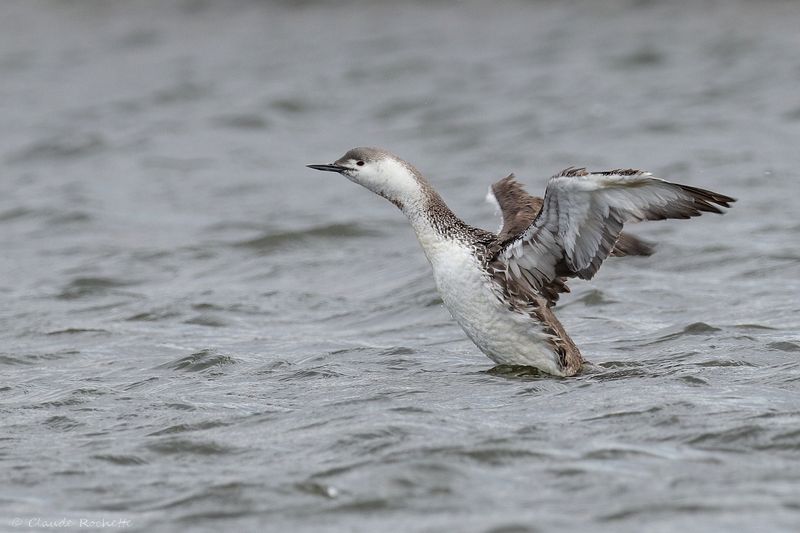 Plongeon catmarin / Red-throated Loon