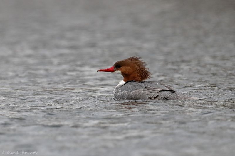 Grand harle / Common Merganser