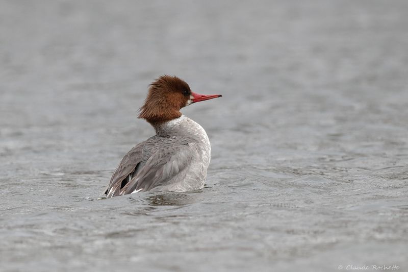 Grand harle / Common Merganser