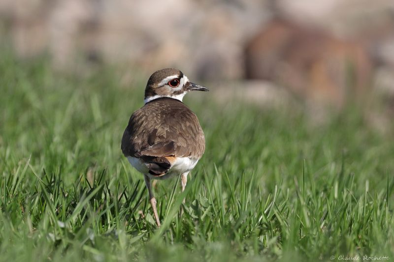 Pluvier kildir / Killdeer