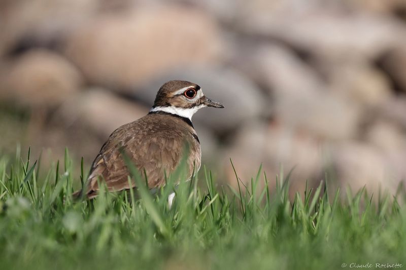 Pluvier kildir / Killdeer