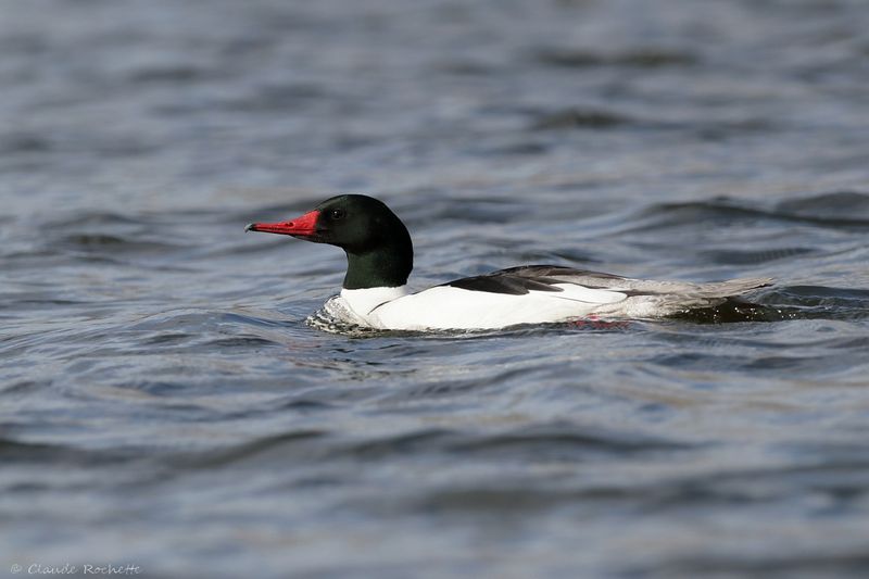 Grand harle / Common Merganser